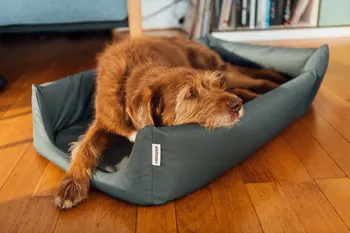 croozer-dog-hundebett-lifestyle-text