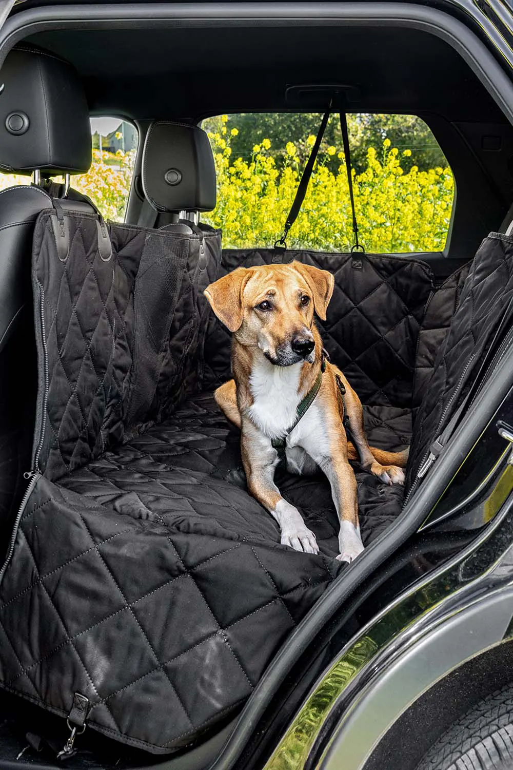 Moon Dog Autoschondecke im Auto